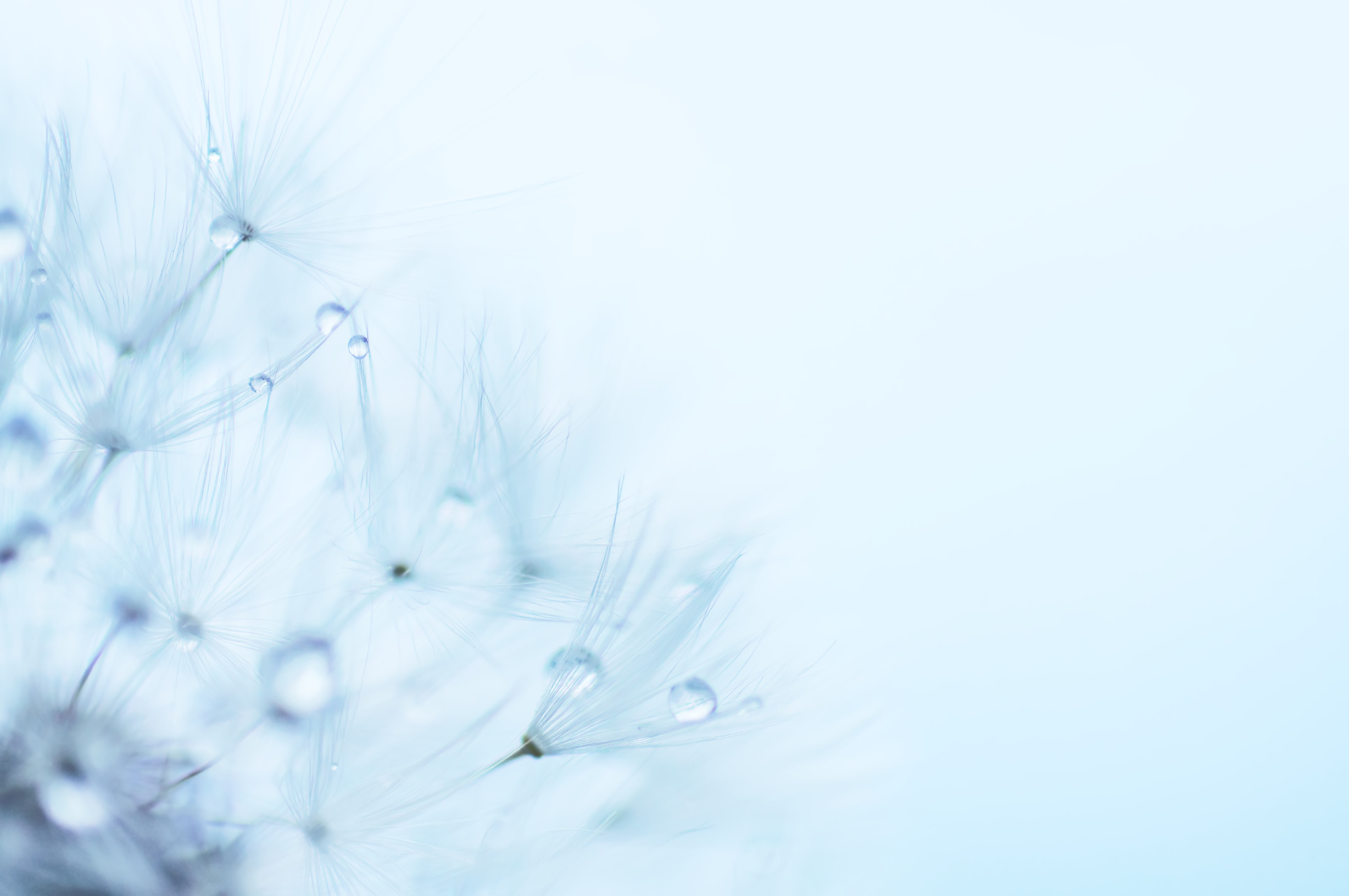 Blue abstract flower background